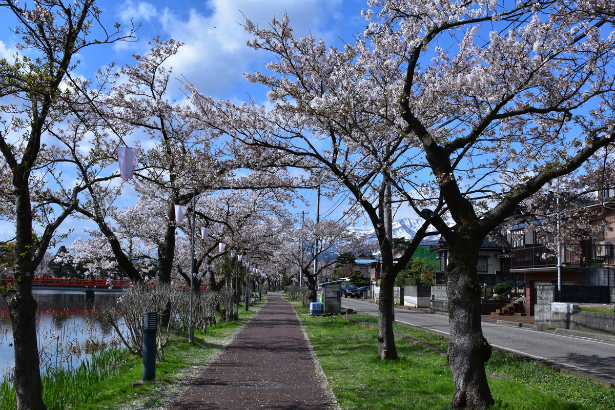 cherry blossoms