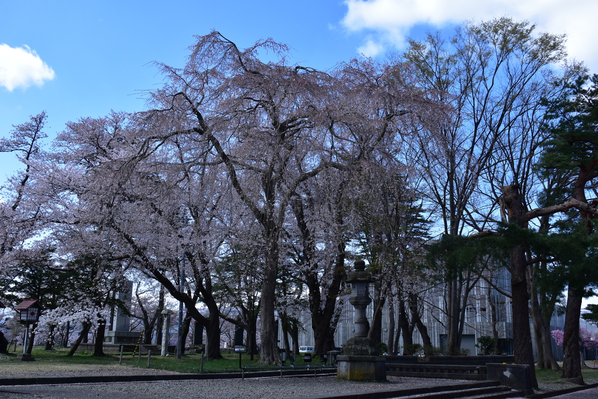 cherry blossoms